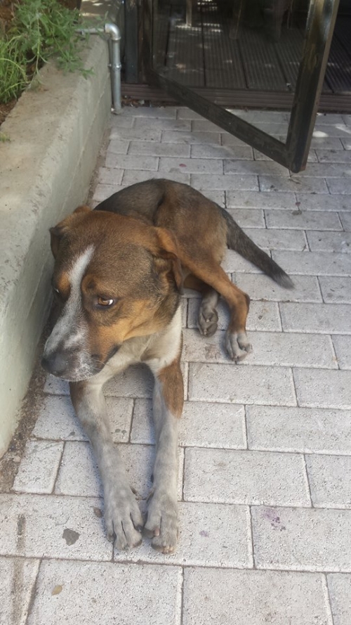 &Beta;&rho;έ&theta;&eta;&kappa;&epsilon; &kappa;&alpha;&phi;έ &mu;&pi;&epsilon;&zeta; &sigma;&kappa;&upsilon;&lambda;ά&kappa;&iota;, &Kappa;. &Pi;&epsilon;&tau;&rho;ά&lambda;&omega;&nu;&alpha;