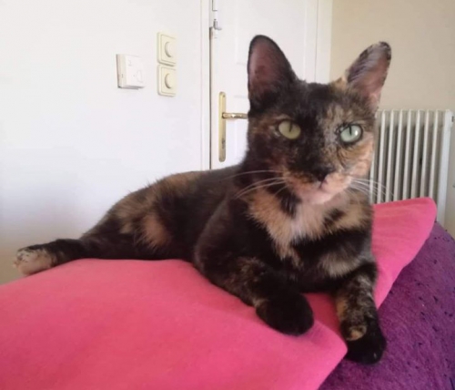 Χάθηκε θηλυκή γάτα - Πεδίον του Άρεως