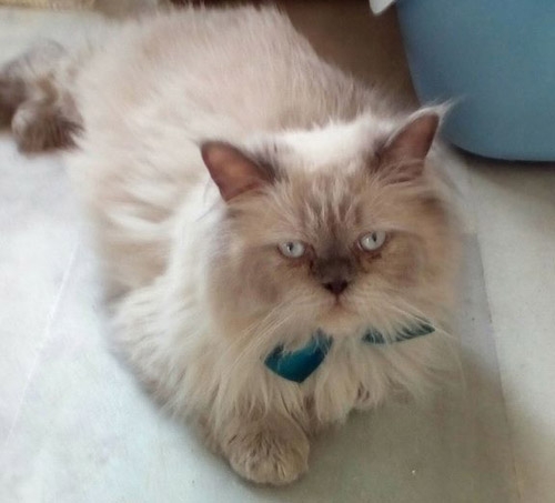 &Chi;ά&theta;&eta;&kappa;&epsilon; &gamma;ά&tau;&omicron;&sigmaf; &Pi;&epsilon;&rho;&sigma;ί&alpha;&sigmaf;, &Nu;. &Kappa;ό&sigma;&mu;&omicron;&sigmaf;