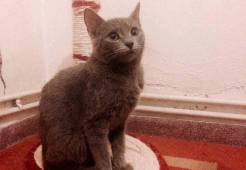 &Chi;ά&theta;&eta;&kappa;&epsilon; &Gamma;ά&tau;&omicron;&sigmaf;, &gamma;&kappa;&rho;&iota; &alpha;&rho;&sigma;&epsilon;&nu;&iota;&kappa;ό, &Kappa;&alpha;&lambda;&alpha;&mu;ά&kappa;&iota;