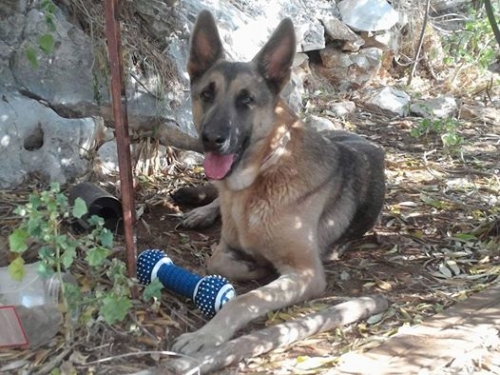 &Chi;ά&theta;&eta;&kappa;&epsilon; &alpha;&rho;&sigma;&epsilon;&nu;&iota;&kappa;ό &Lambda;&upsilon;&kappa;ό&sigma;&kappa;&upsilon;&lambda;&omicron;, &Sigma;&chi;&iota;&sigma;&tau;ό