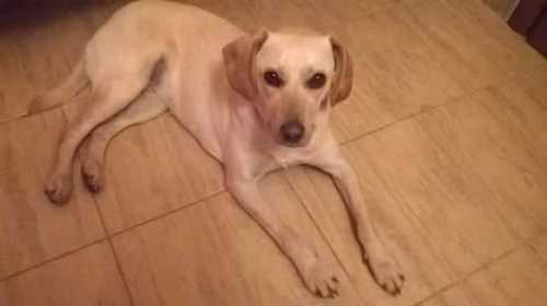 &Chi;ά&theta;&eta;&kappa;&epsilon; &mu;&pi;&epsilon;&zeta; &Lambda;ά&mu;&pi;&rho;&alpha;&nu;&tau;&omicron;&rho;, &Epsilon;ύ&beta;&omicron;&iota;&alpha;