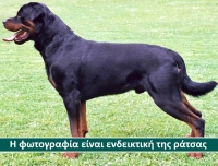 &Chi;ά&theta;&eta;&kappa;&epsilon; &Rho;&omicron;&tau;&beta;άϊ&lambda;&epsilon;&rho;, &Beta;έ&rho;&omicron;&iota;&alpha;