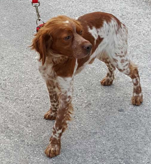 Βρέθηκε Επανιελ Μπρετόν, Βούλα