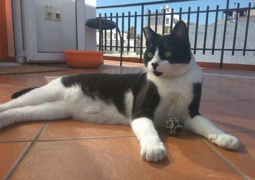 &Chi;ά&theta;&eta;&kappa;&epsilon; &alpha;&sigma;&pi;&rho;ό&mu;&alpha;&upsilon;&rho;&omicron;&sigmaf; &gamma;ά&tau;&omicron;&sigmaf;, Ί&lambda;&iota;&omicron;&nu;