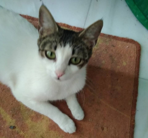 Χάθηκε γάτα, Μελίσσια