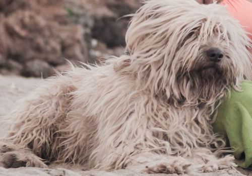 Χάθηκε σκύλος ημίαιμο Γκριφόν, Λούτσα