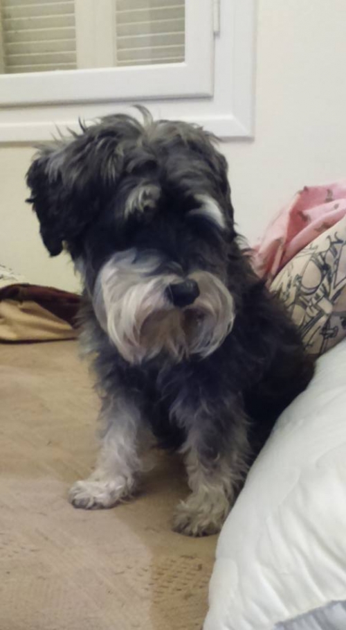 Βρέθηκε μαύρο γκρι Τερριέ, Ζωγράφου