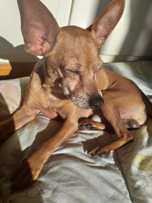 Χάθηκε Πινσερ