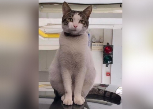 Χάθηκε γάτος, Μαρούσι, Πλ. Ηρώων