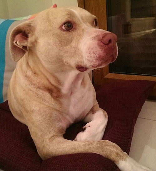 Χάθηκε θηλυκό Πίτμπουλ, Ρόδος