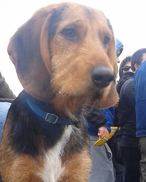 &Chi;ά&theta;&eta;&kappa;&epsilon; &mu;&alpha;ύ&rho;&omicron; &sigma;&kappa;&upsilon;&lambda;ί, &Beta;ό&lambda;&omicron;&sigmaf;