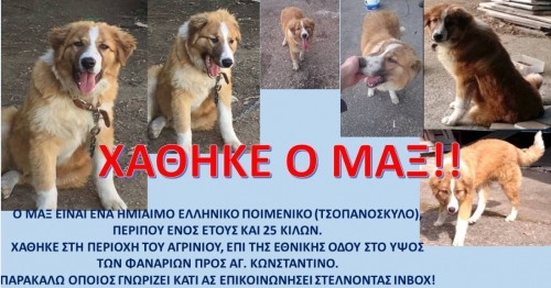 &Chi;ά&theta;&eta;&kappa;&epsilon; &eta;&mu;ί&alpha;&iota;&mu;&omicron; &Epsilon;&lambda;&lambda;&eta;&nu;&iota;&kappa;ό &Pi;&omicron;&iota;&mu;&epsilon;&nu;&iota;&kappa;ό, &Alpha;&gamma;&rho;ί&nu;&iota;&omicron;