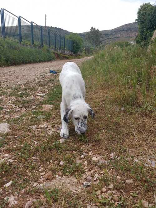 ΑΡΠΑΓΗ ΣΚΥΛΟΥ