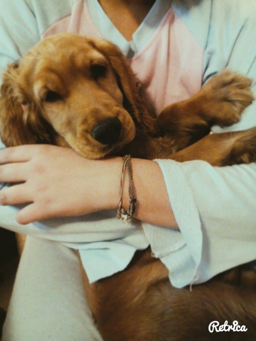 Χάθηκε Κόκκερ μπεζ, Μυτιλήνη