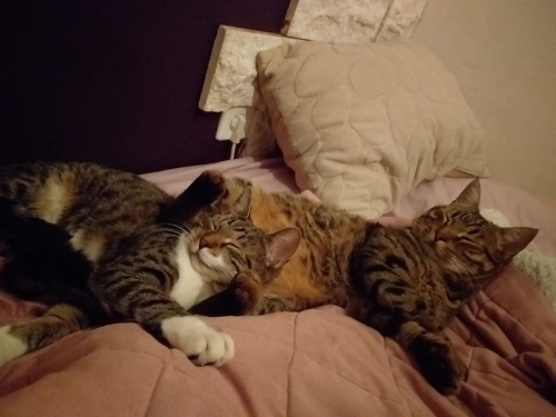 Χαθηκε γατουλα θηλυκια, Ηλιούπολη - Θεσ/νίκη