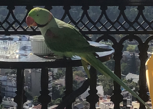 Βρέθηκε παπαγάλος, Χαϊδάρι