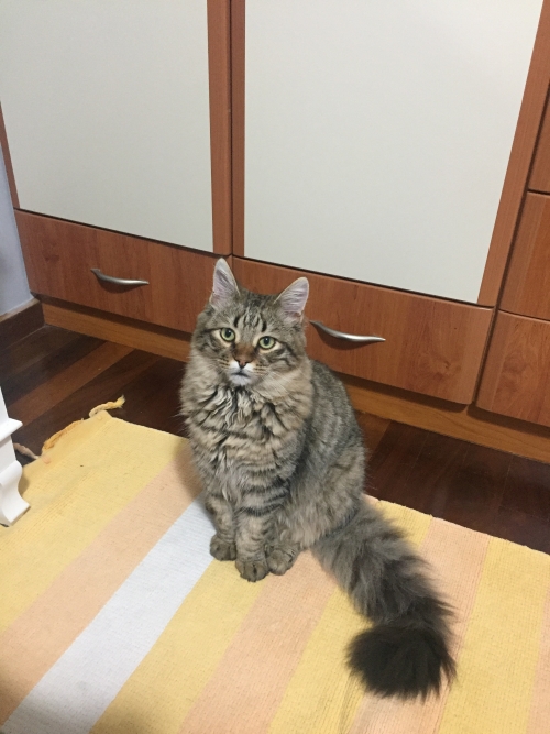 ΧΑΘΗΚΕ ΚΑΦΕΤΙ ΓΑΤΟΣ, ΚΑΡΔΙΤΣΑ