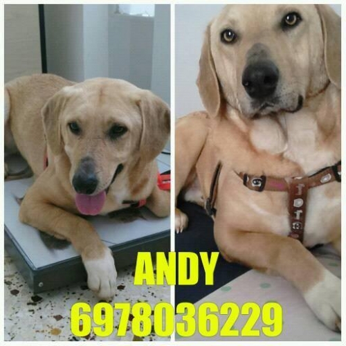 Χάθηκε ημίαιμο Λάμπραντορ, Κυψέλη