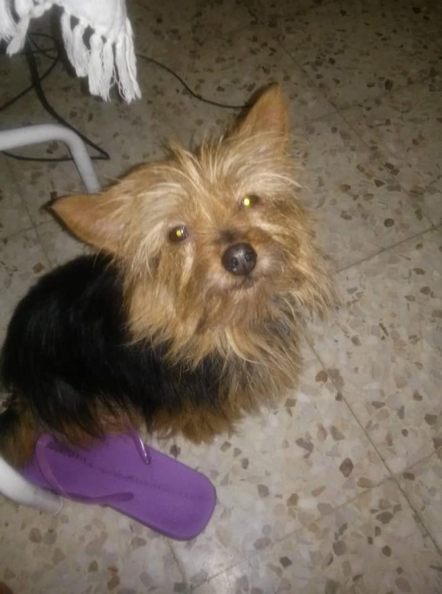 Χαθηκε εχθες στην περιοχη περιστερι μικροσωμο γιορκσαιρ τεριε χρωματος μαυρο κανελλι και ακουει στο ονομα Ζιζελ