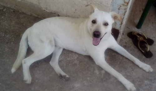 &Chi;ά&theta;&eta;&kappa;&epsilon; &lambda;&epsilon;&upsilon;&kappa;ό&sigmaf; &sigma;&kappa;ύ&lambda;&omicron;&sigmaf;, &Pi;&alpha;&lambda;&iota;ά &Kappa;&omicron;&kappa;&kappa;&iota;&nu;&iota;ά