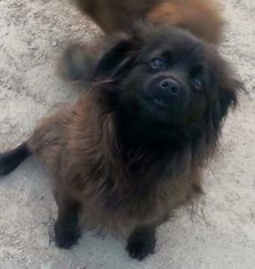 &Chi;ά&theta;&eta;&kappa;&epsilon; &mu;&alpha;ύ&rho;&omicron; &kappa;&alpha;&phi;έ &sigma;&kappa;&upsilon;&lambda;ά&kappa;&iota;, &Kappa;&alpha;&mu;&alpha;&tau;&epsilon;&rho;ό