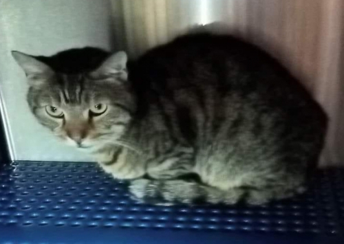 Χάθηκε τιγρέ γάτος, Κολωνός