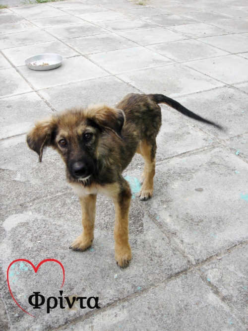 Προς Υιοθεσία: Θηλυκό Ημίαιμο Αδέσποτο Κουτάβι