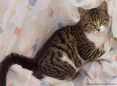 &Chi;ά&theta;&eta;&kappa;&epsilon; &gamma;ά&tau;&omicron;&sigmaf;, &Pi;&alpha;&gamma;&kappa;&rho;ά&tau;&iota;