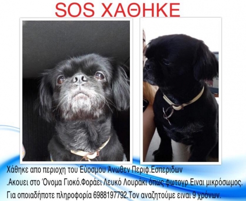 ΧΑΘΗΚΕ ΣΚΥΛΑΚΙ ΑΠΟ ΕΥΟΣΜΟ ΘΕΣ/ΝΙΚΗΣ