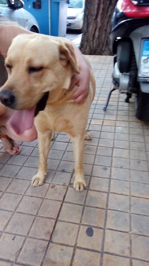 ΒΡΕΘΗΚΕ ΛΑΜΠΡΑΝΤΟΡ ΠΕΥΚΗ