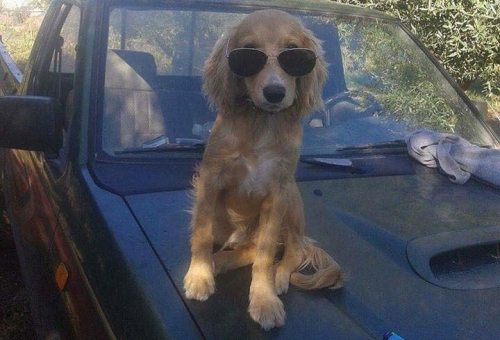 &Chi;ά&theta;&eta;&kappa;&epsilon; ή &kappa;&lambda;ά&pi;&eta;&kappa;&epsilon; &Kappa;ό&kappa;&epsilon;&rho;, &Rho;ό&delta;&omicron;&sigmaf;