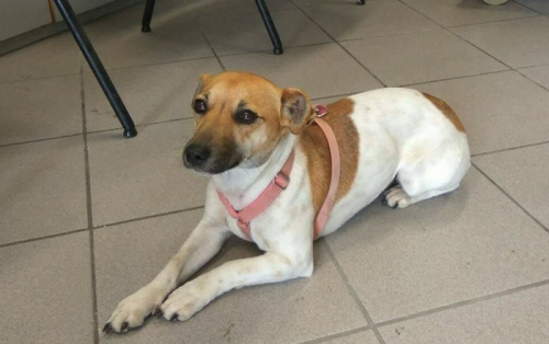 &Chi;ά&theta;&eta;&kappa;&epsilon; &eta;&mu;ί&alpha;&iota;&mu;&omicron; &Tau;&zeta;ά&kappa; &Rho;ά&sigma;&epsilon;&lambda;, &Kappa;&alpha;&tau;&epsilon;&rho;ί&nu;&eta;