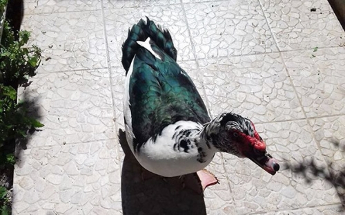 Χάθηκε πάπια, Γιαννιτσά