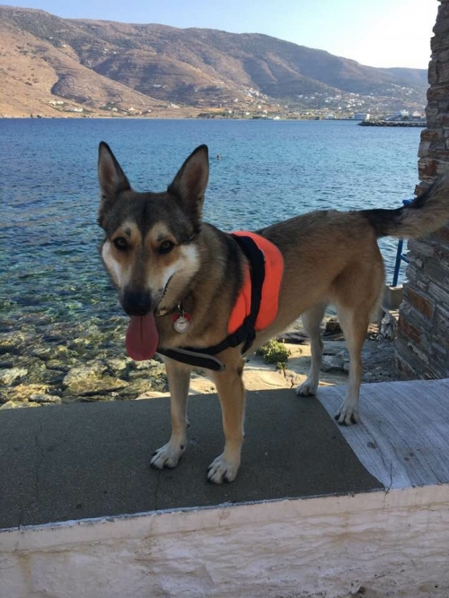 Χάθηκε στην Άνδρο. Παραλία Άτενι ημίαιμο θυληκό λυκόσκυλο