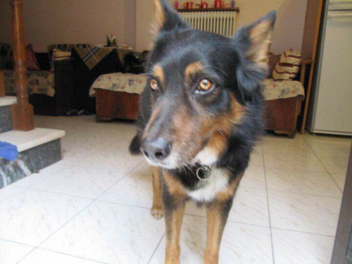 Χάθηκε γέρικος σκύλος, Ν. Σμύρνη