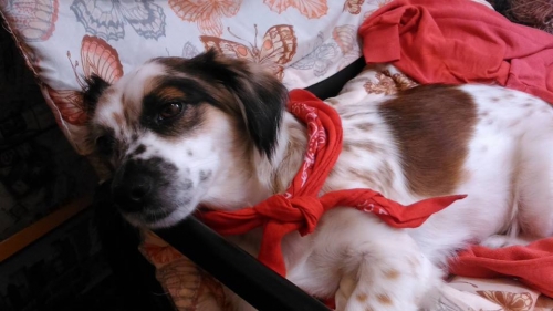 Χάθηκε θηλυκό σκυλάκι, Άγιος Δημήτριος