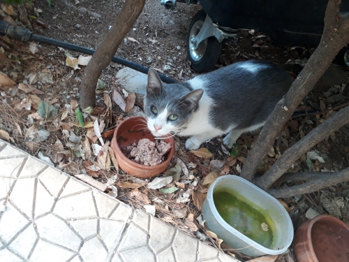 ΕΝΤΟΠΙΣΤΗΚΕ ΓΑΤΑ ΝΕΑ ΕΡΥΘΡΑΙΑ