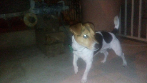 Βρέθηκε Τζακ Ράσσελ, Νέα Σμύρνη