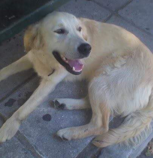 &Beta;&rho;έ&theta;&eta;&kappa;&epsilon; &Lambda;ά&mu;&pi;&rho;&alpha;&nu;&tau;&omicron;&rho;, &Gamma;&iota;&alpha;&nu;&nu;&iota;&tau;&sigma;ά