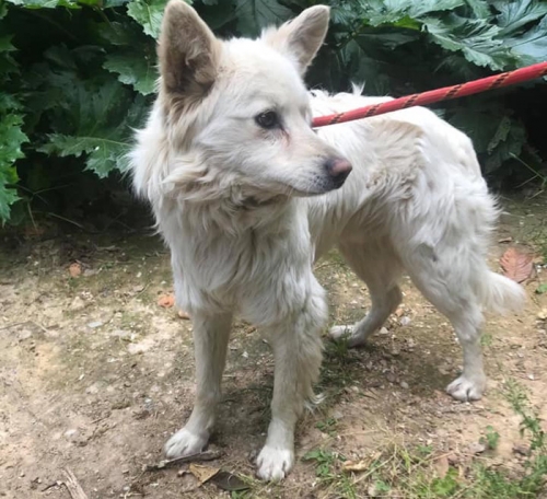 Βρέθηκε αρσενικός σκύλος, Ν. Ερυθραία