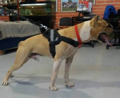 Χάθηκε μπεζ λευκό Πίτμπουλ, Α. Λιόσια