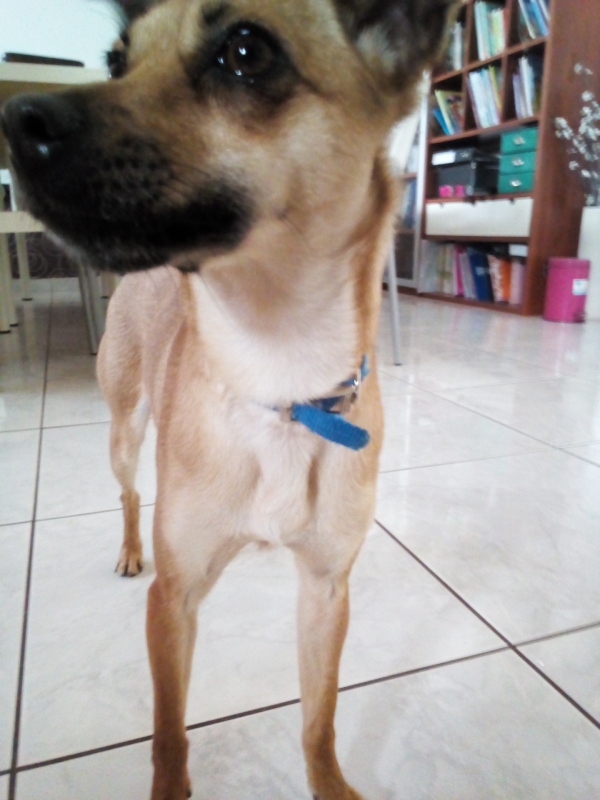 Βρέθηκε μικρόσωμος σκύλος, Νίκαια