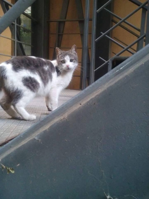 &Chi;ά&theta;&eta;&kappa;&epsilon; ά&sigma;&pi;&rho;&eta; &gamma;&kappa;&rho;&iota; &gamma;ά&tau;&alpha;, &Alpha;&mu;&pi;&epsilon;&lambda;ό&kappa;&eta;&pi;&omicron;&iota;