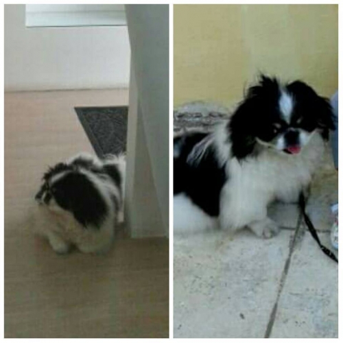 Χάθηκε αρσενικό Πεκινουά