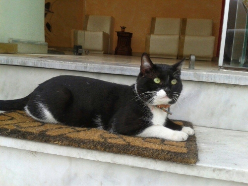 &Chi;ά&theta;&eta;&kappa;&epsilon; &alpha;&sigma;&pi;&rho;ό&mu;&alpha;&upsilon;&rho;&omicron;&sigmaf; &gamma;ά&tau;&omicron;&sigmaf;