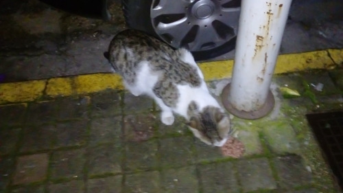 Γάτος σε κίνδυνο