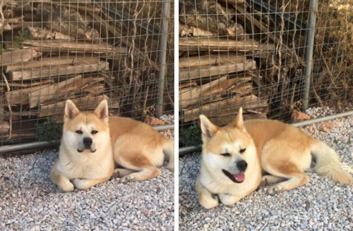 Χάθηκε αρσενικό Ακίτα, Χανιά