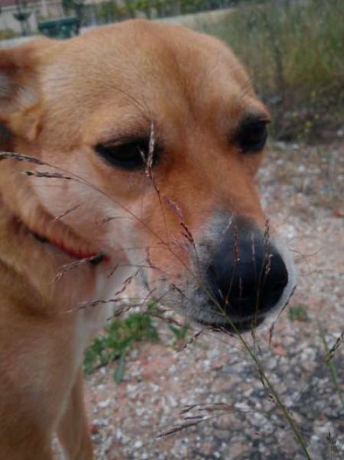 Χάθηκε θηλυκός σκύλος, Πάτημα Χαλανδρίου