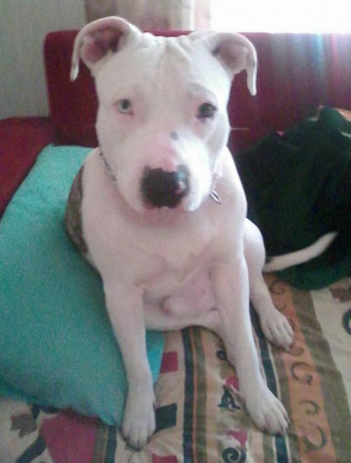 &Chi;ά&theta;&eta;&kappa;&epsilon; &lambda;&epsilon;&upsilon;&kappa;ό - &kappa;&alpha;&phi;έ &Pi;ί&tau;&mu;&pi;&omicron;&upsilon;&lambda;, &Mu;&epsilon;&nu;ί&delta;&iota;